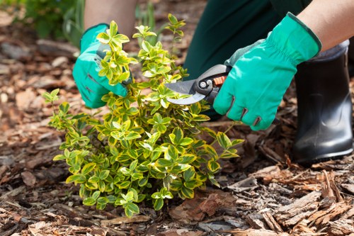 Local gardening service in Riddlesdown focused on plant care and design