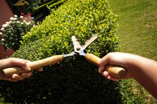 Safe tree removal process in a Riddlesdown property