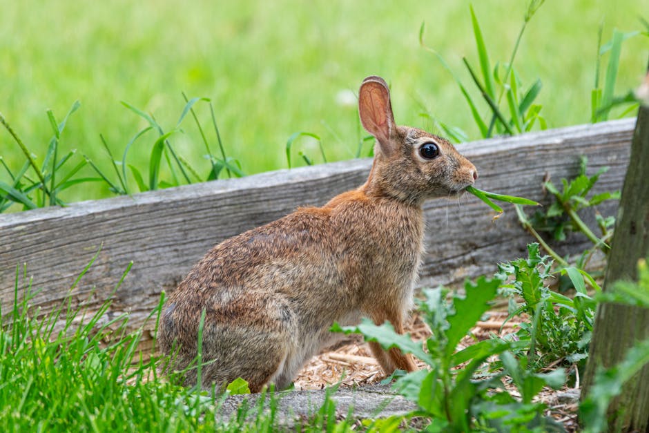 A brown rabbit with large, alert eyes and upright ears is seen in a garden bed, holding a green leaf in its mouth. The rabbit is surrounded by lush, green grass and various garden plants, including a 